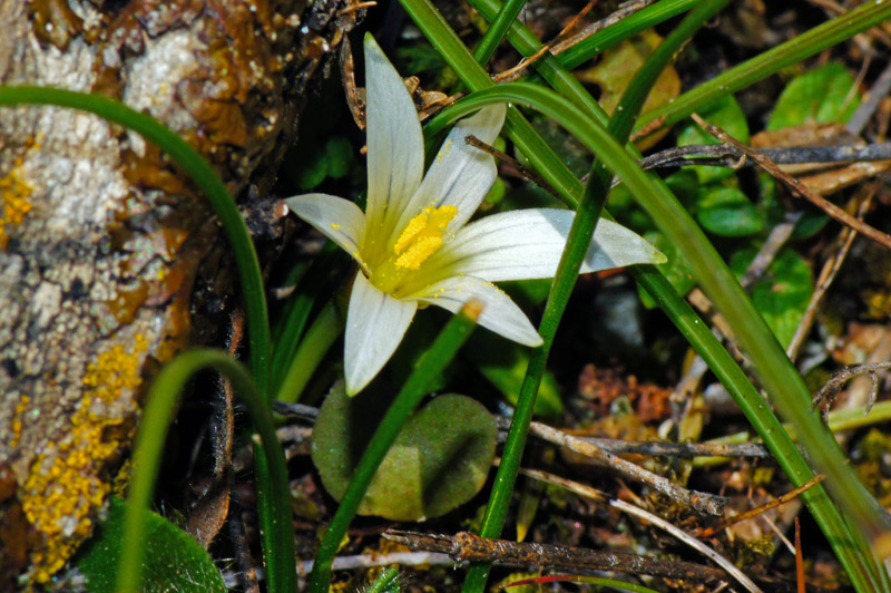 Sardegna: Romulea columnae Sebast. & Mauri